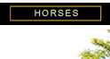 Valour Farms Horses
